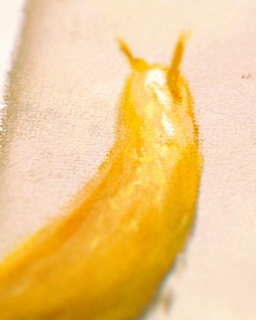 Stinkhorn Mushroom Print