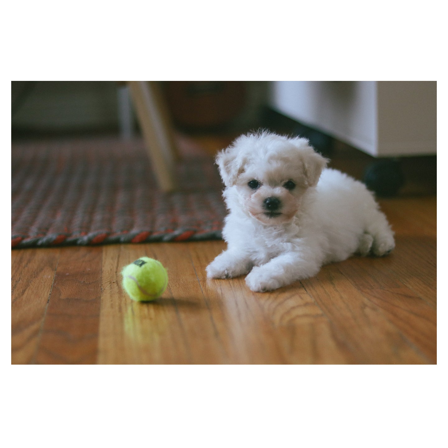 Bichon Frisé Print