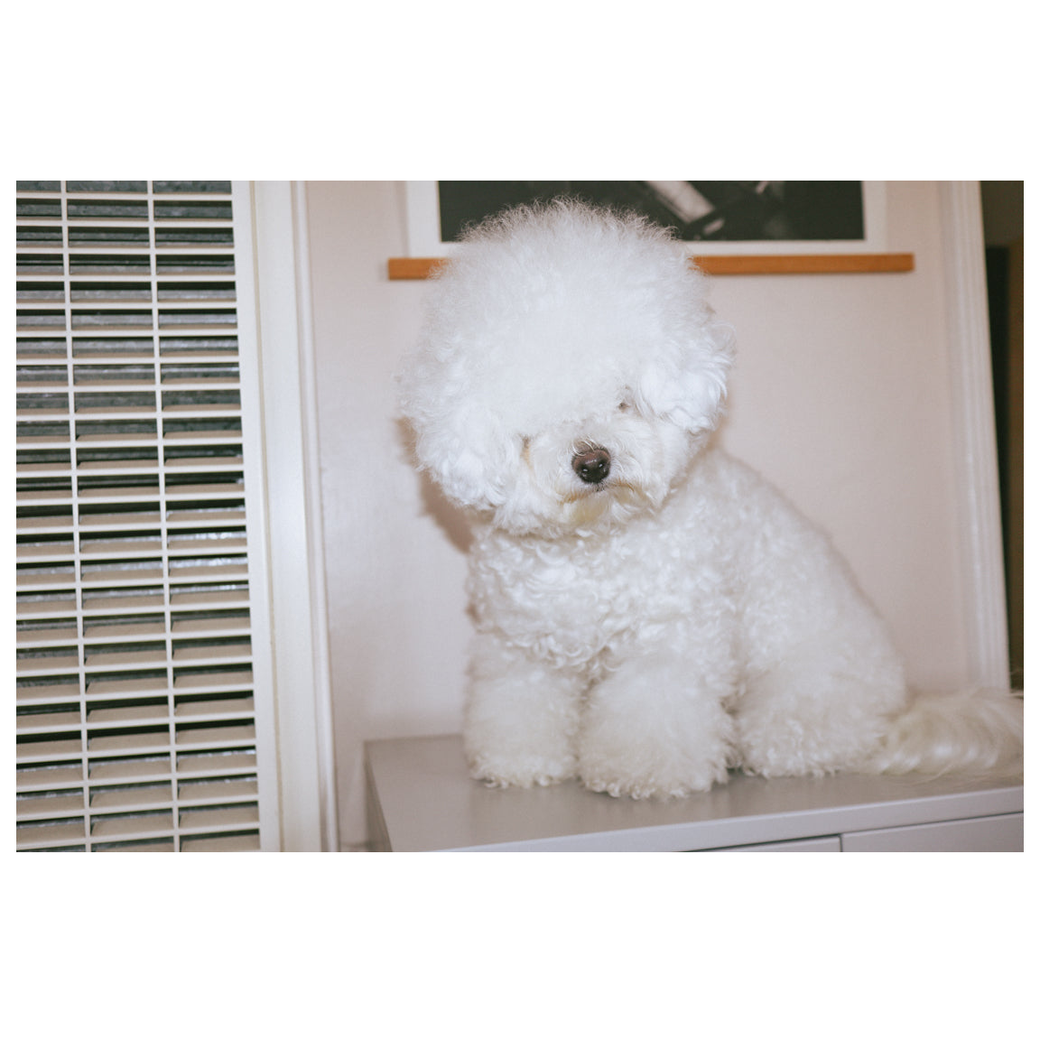 Bichon Frisé Print