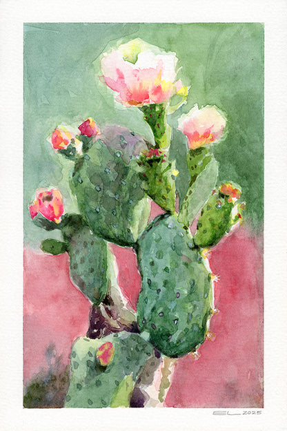 Prickly Pear Cactus Study