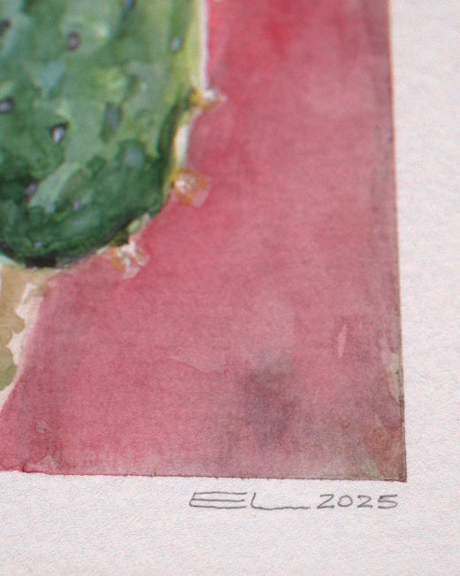 Prickly Pear Cactus Study