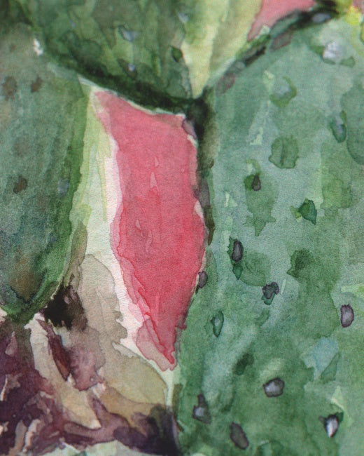 Prickly Pear Cactus Study