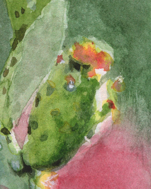 Prickly Pear Cactus Study